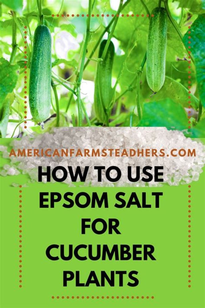 What does Epsom salt do for cucumber plants?