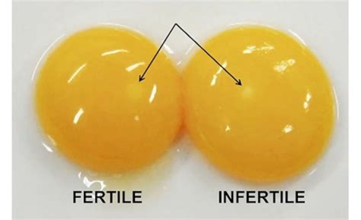 What does fertilized egg look like?