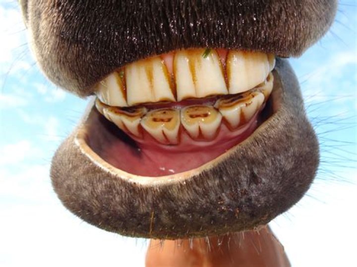 What does floating a horse's teeth do?