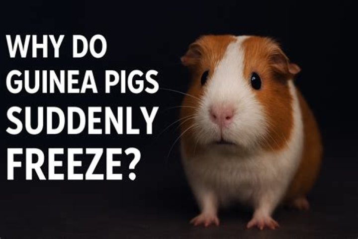 What does forking a pig mean?