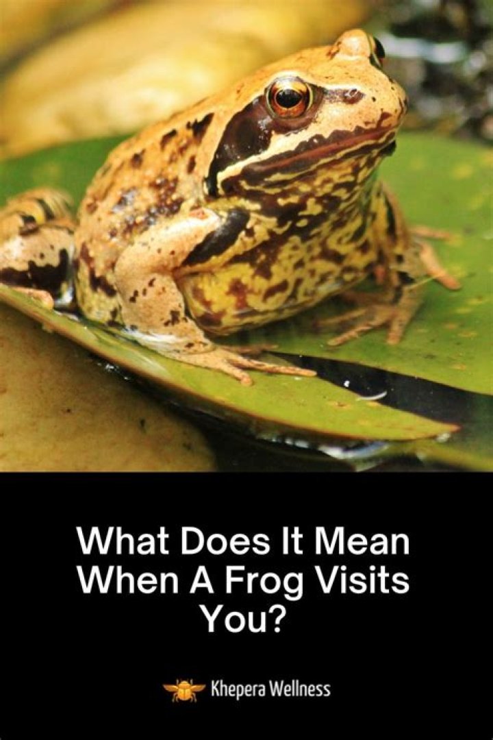 What does frog with wings mean?