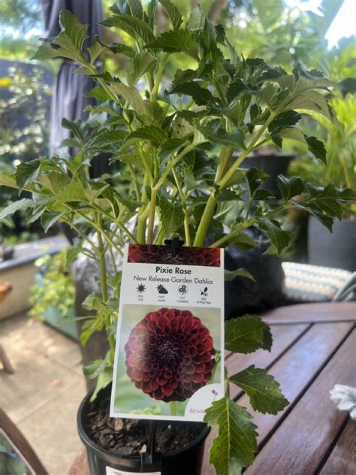 What does full sun mean for indoor plants?