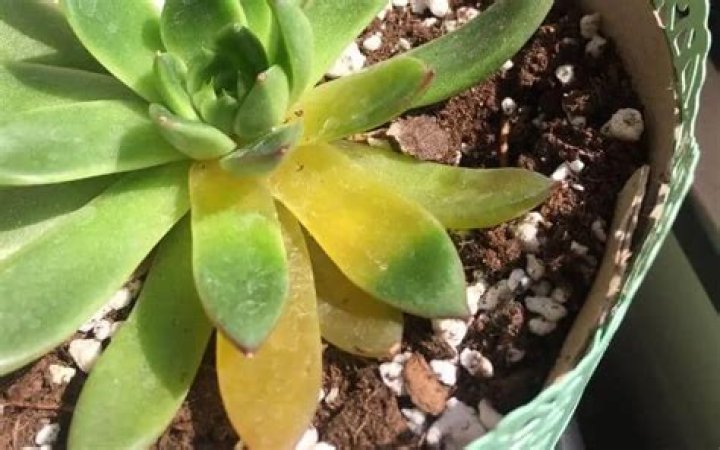 What does it mean if succulent leaves turn yellow?