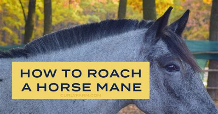 What does it mean to Roach a horse's mane?