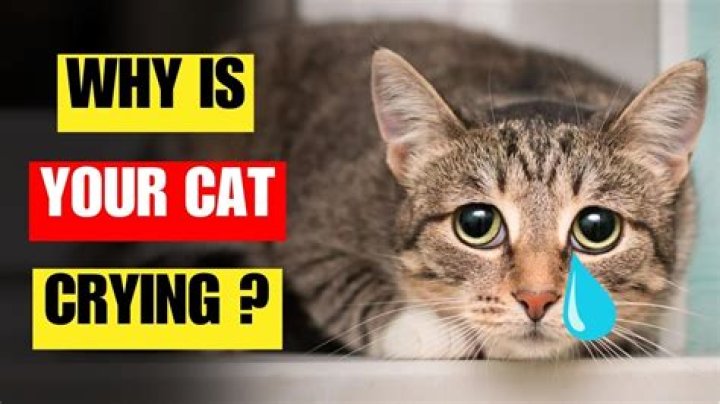 What does it mean when a cat cries real tears?