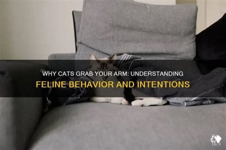 What does it mean when a cat grabs your arm?