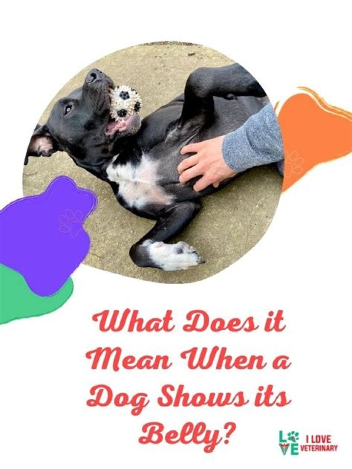 What does it mean when a dog shows you their belly?