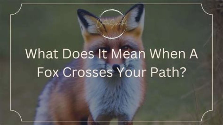 What does it mean when a fox walks in front of you?