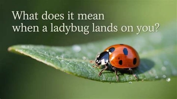 What does it mean when a ladybug lands on you?