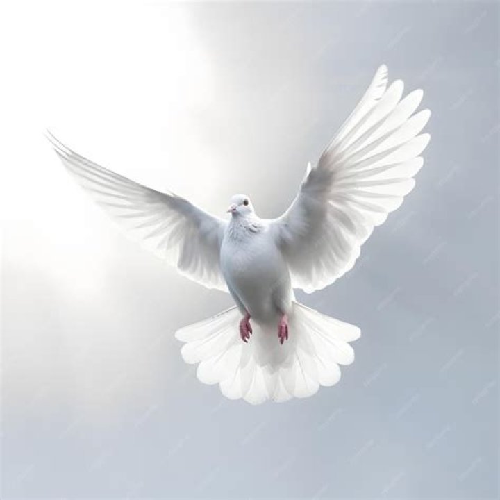 What does it mean when a white dove hangs around your house?