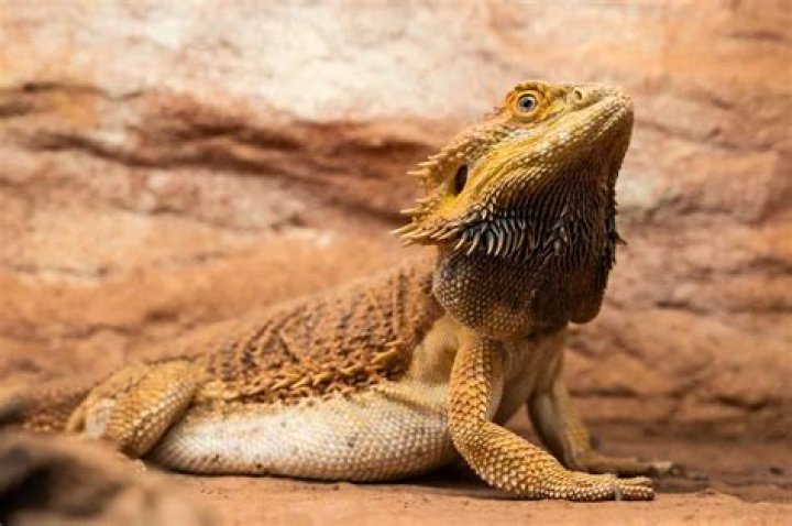 What does it mean when your bearded dragon turns yellow?