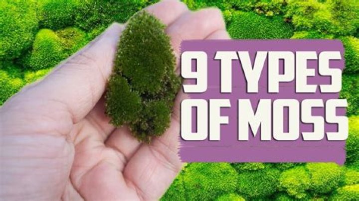What does moss need to survive?