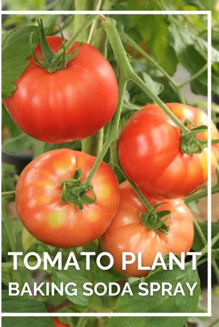 What does putting baking soda around tomato plants do?
