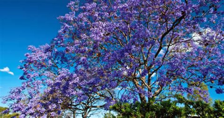 What does the jacaranda tree symbolize?