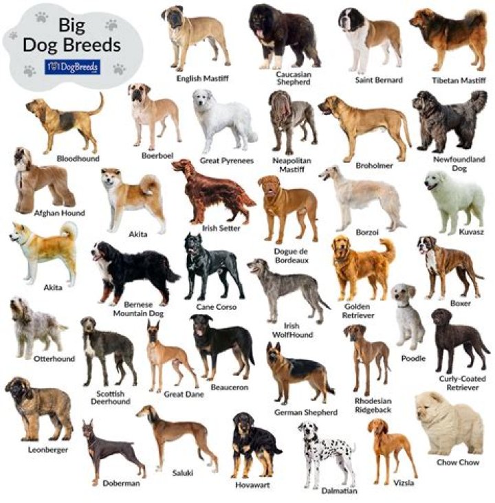 What dog breeds get sick the most?