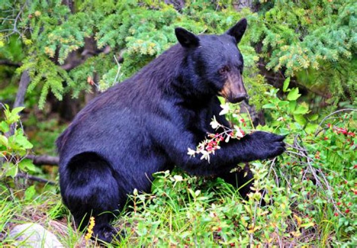 What eats a black bear?