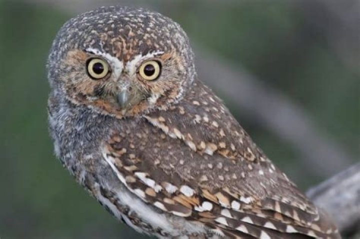 What eats elf owls?