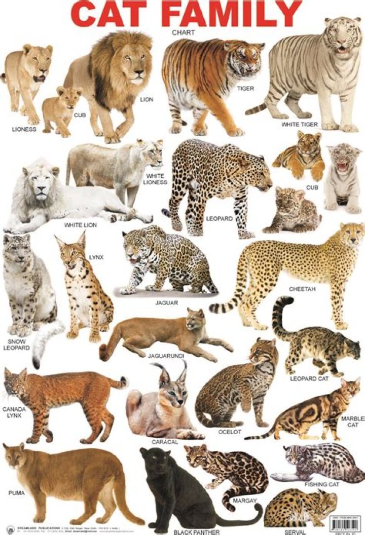 What family are cats related to?
