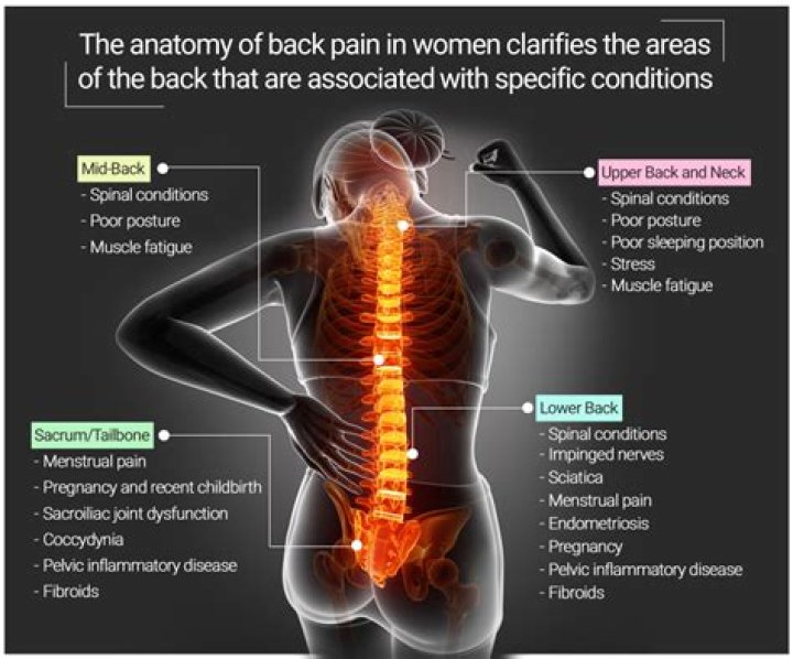 What female organs can cause lower back pain?