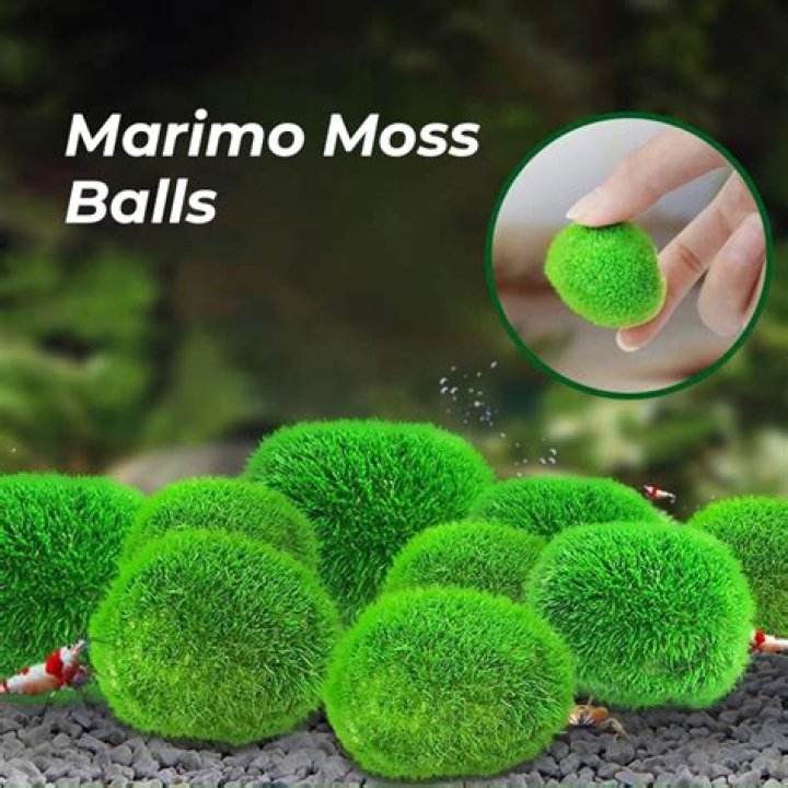 What fish can live with Marimo moss balls?