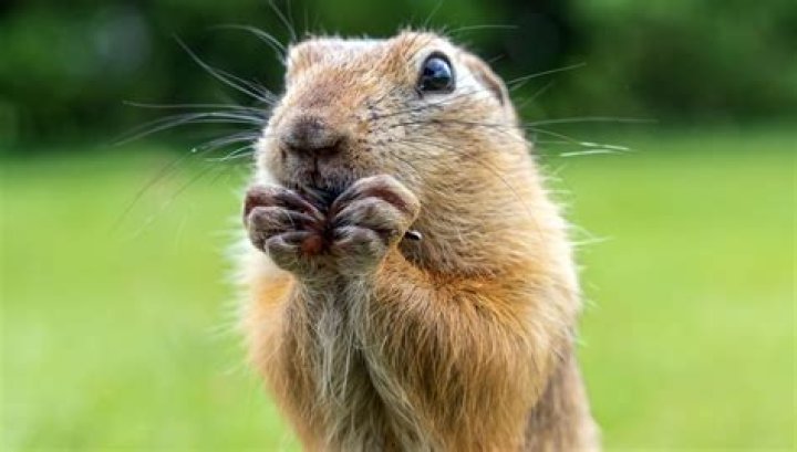 What food kills gophers?