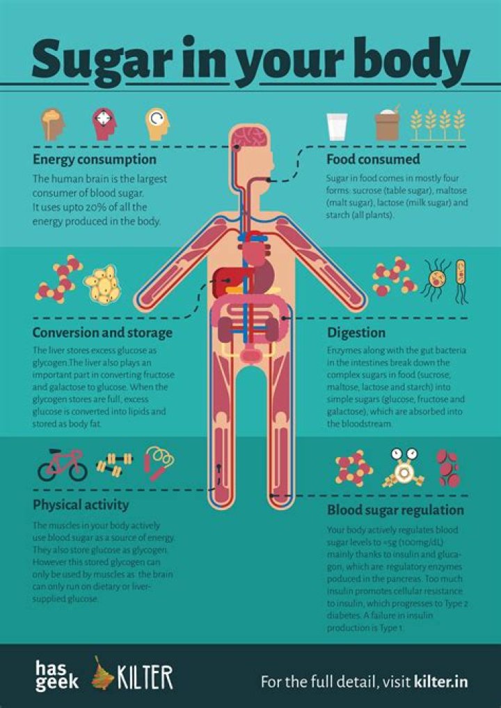 What foods does your body turn into sugar?