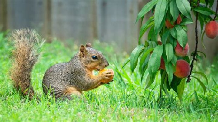 What fruits do squirrels not like?