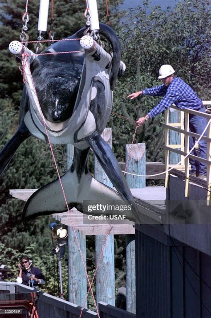 What happened to Keiko the killer whale?
