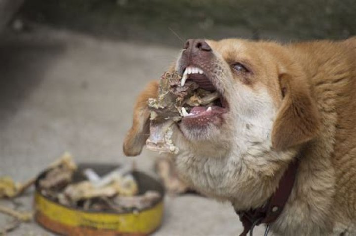 What happens if a dog eats cheese wax?