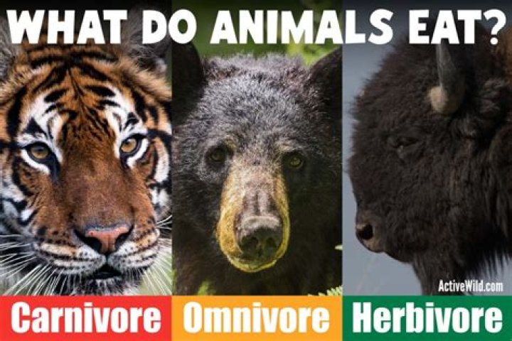 What happens if a herbivore eats meat?