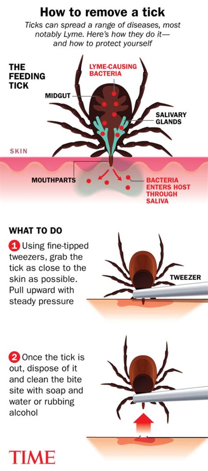 What happens if a tick is fully engorged?