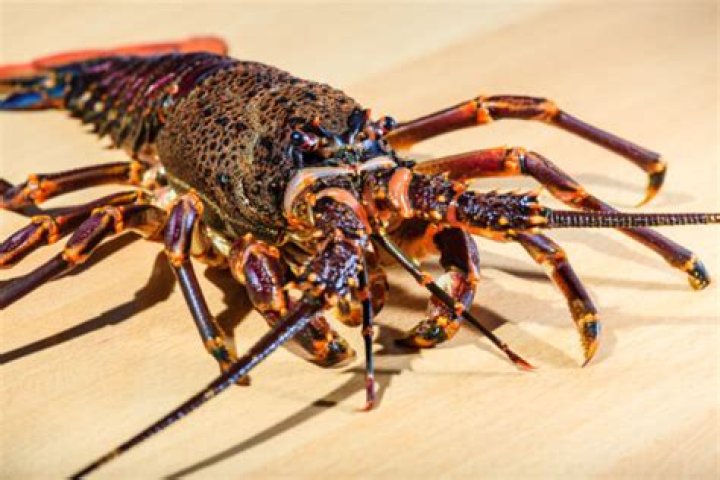What happens if you freeze a live lobster?