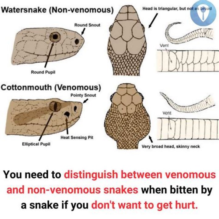 What happens if you get bitten by a venomous snake?