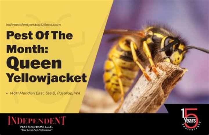 What happens when a yellow jacket queen dies?
