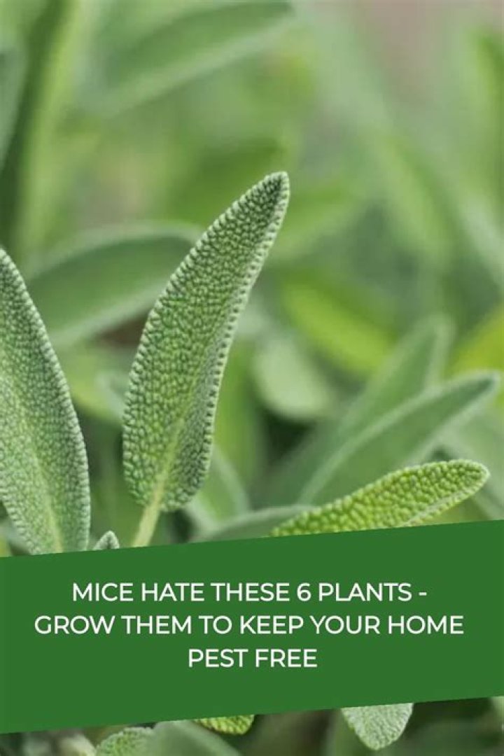 What herbs do mice hate?