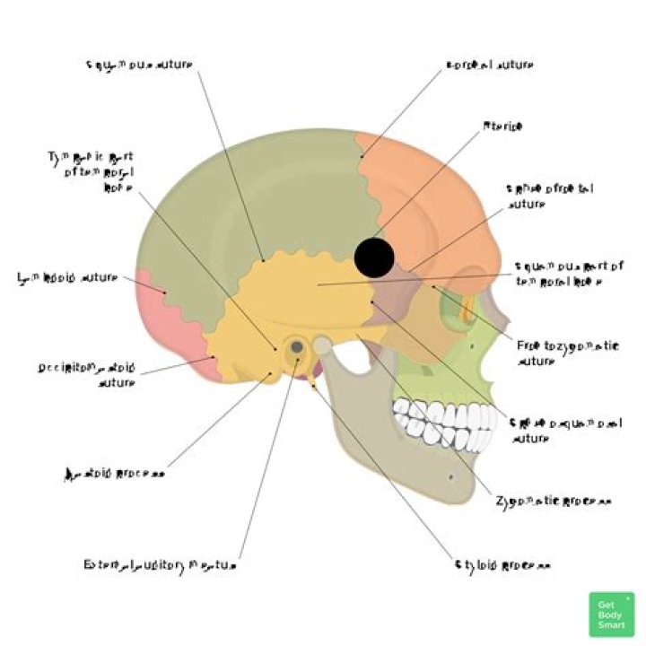 What holds the skull together?
