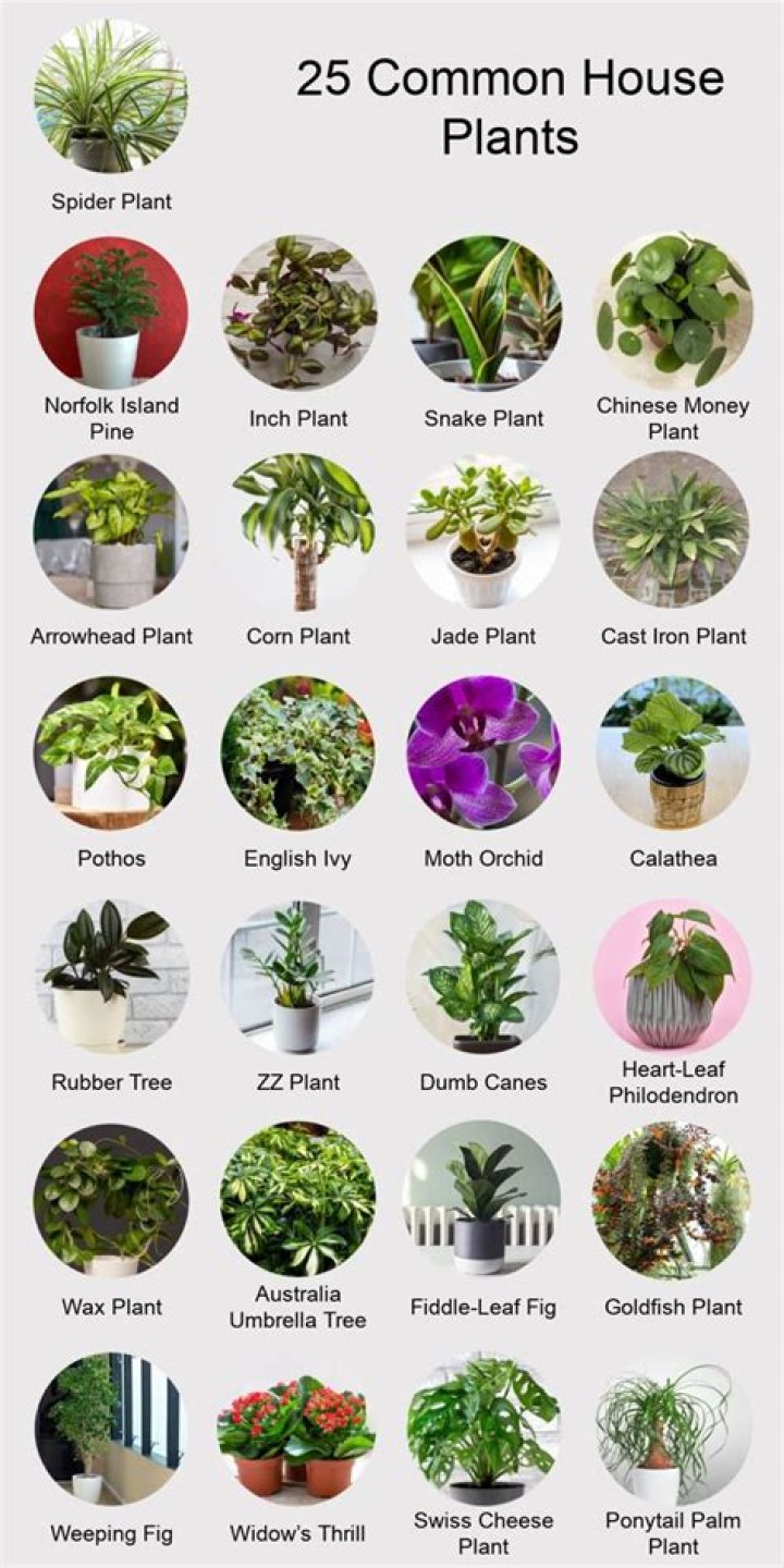 What house plant lives the longest?