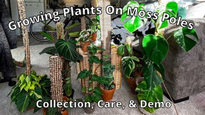 What houseplants need moss pole?