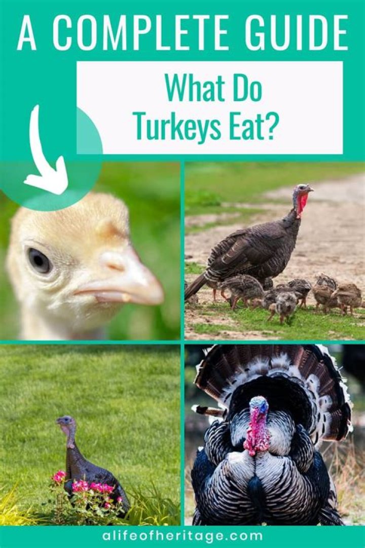 What human food can turkeys eat?