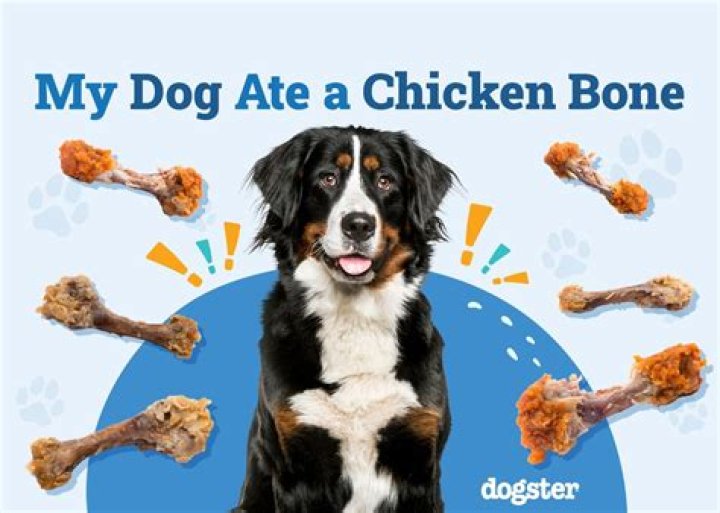What if my dog ate a chicken bone?