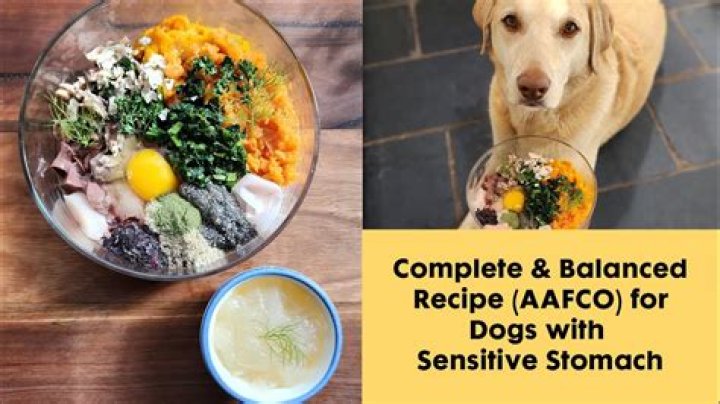 What is a balanced meal for dogs?