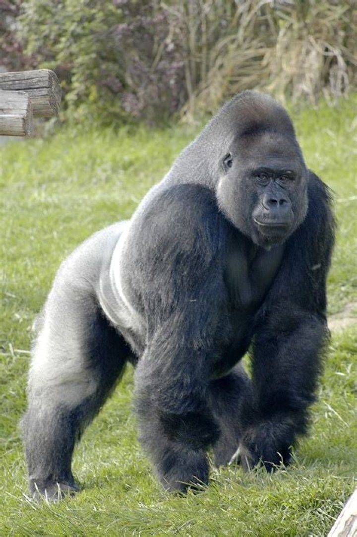 What is a dominant male gorilla called?