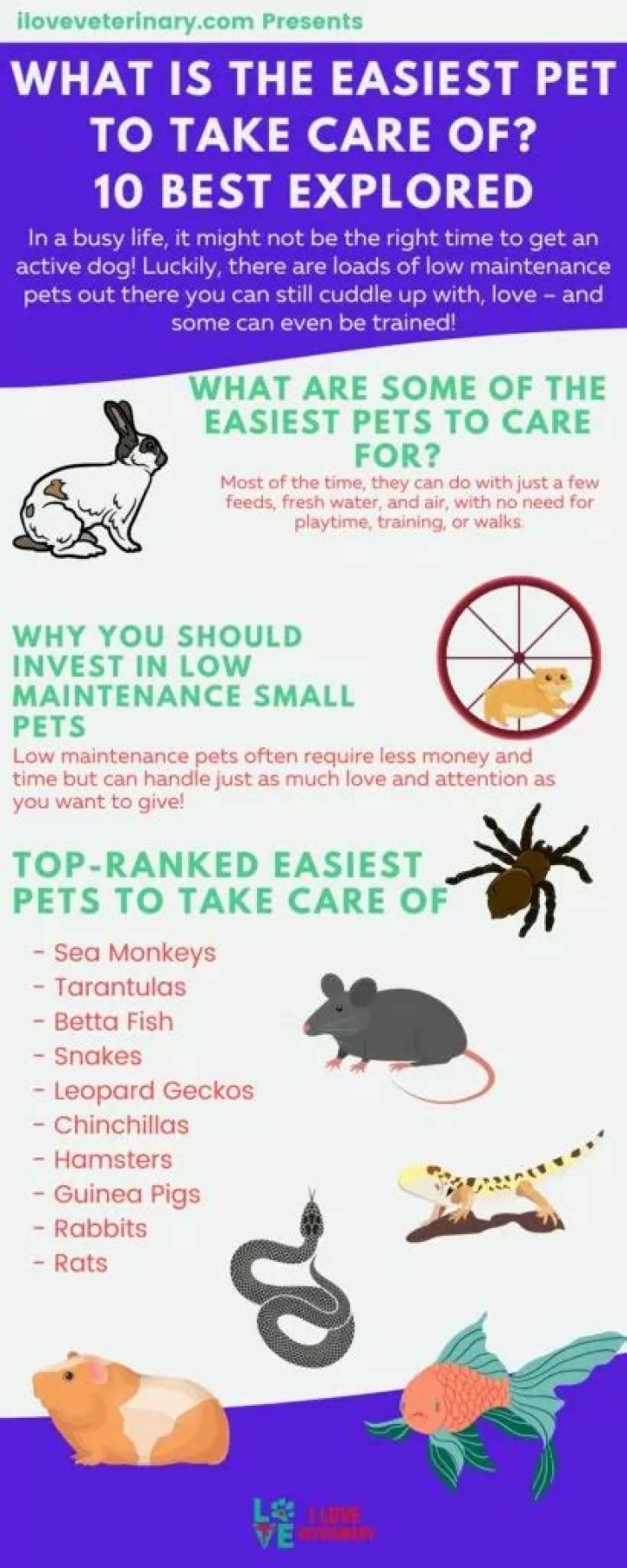 What is a easy pet to take care of?