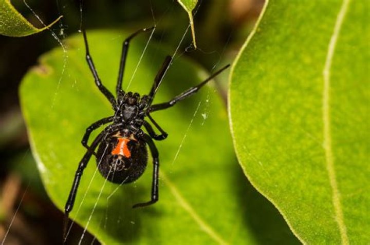 What is a female black widow called?