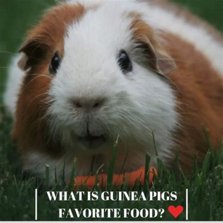 What is a guinea pigs favorite food?