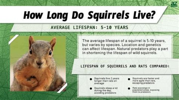 What is a lifespan of a squirrel?