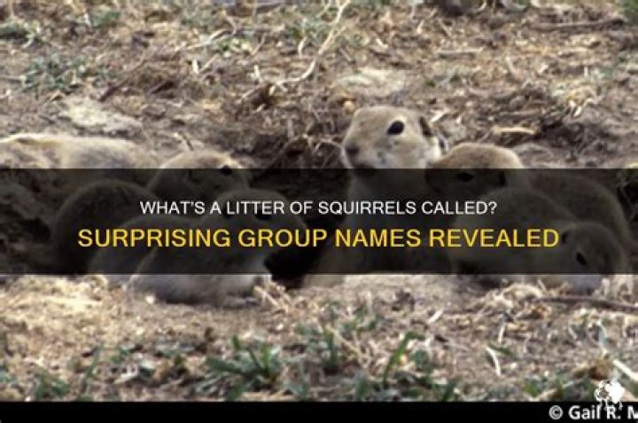 What is a litter of squirrels called?