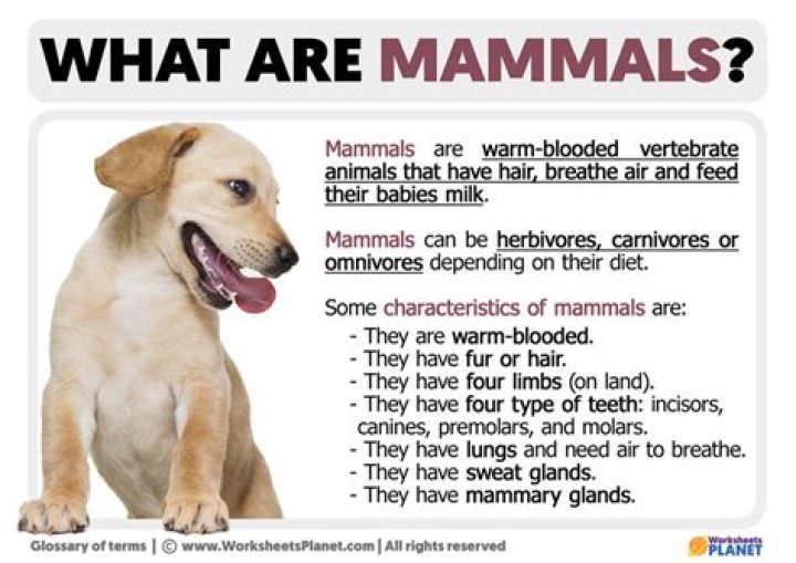 What is a mammal that starts with an F?