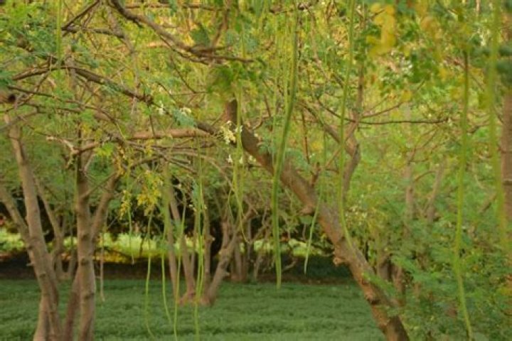 What is a Moringa tree look like?