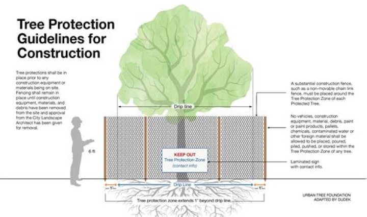 What is a tree woman?